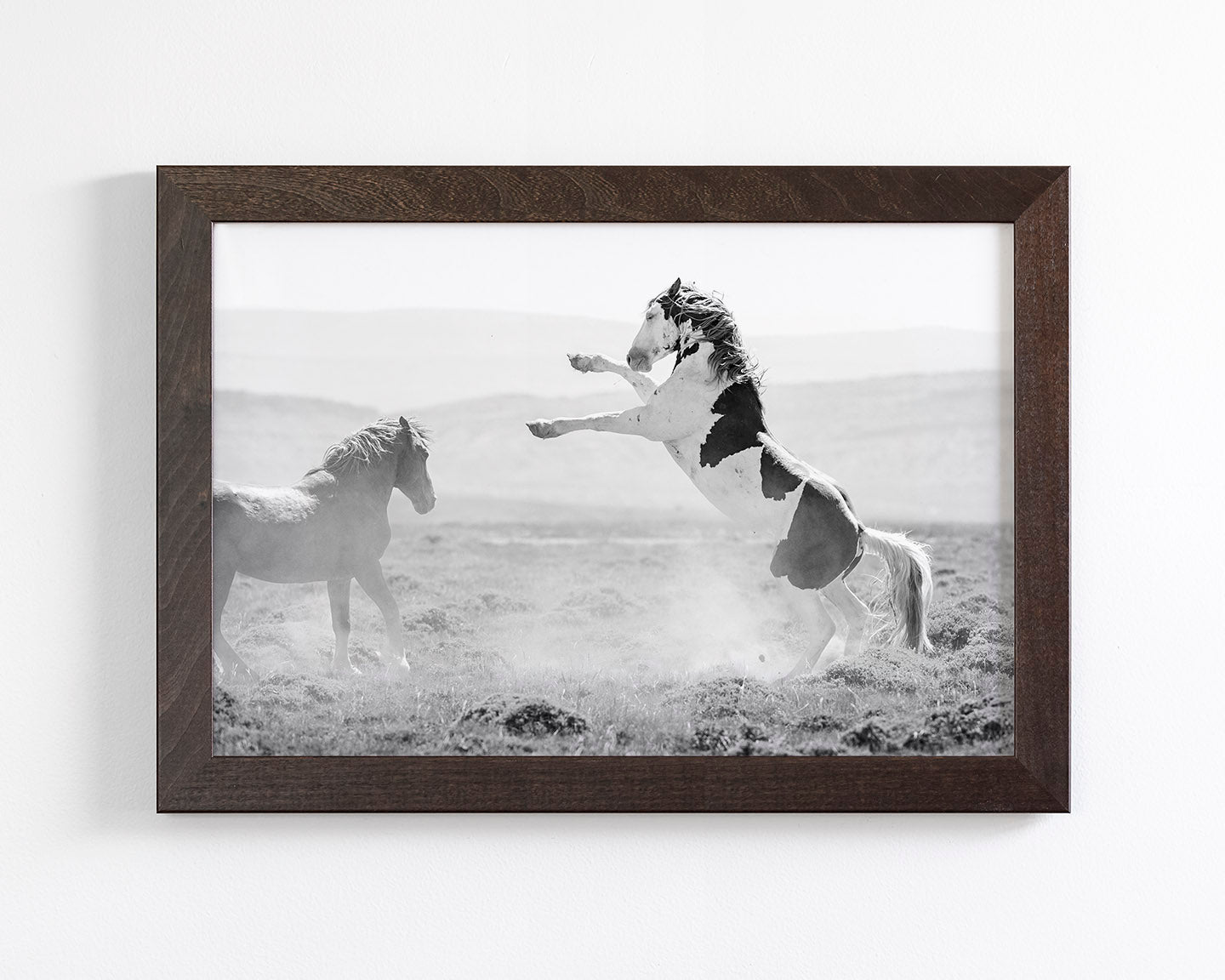 Teton's Warning, Wild Stallion Photograph