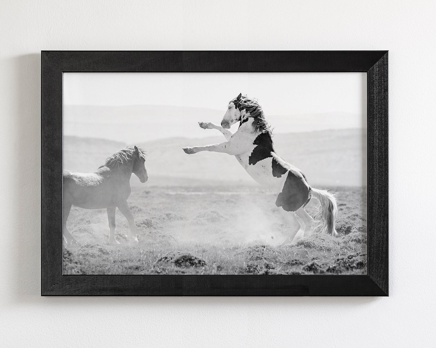 Teton's Warning, Wild Stallion Photograph