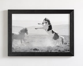 Teton's Warning, Wild Stallion Photograph