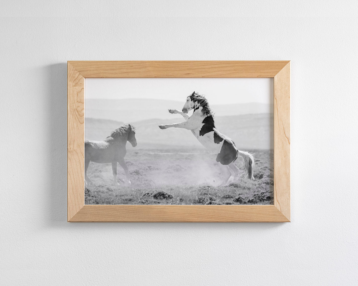 Teton's Warning, Wild Stallion Photograph