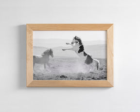 Teton's Warning, Wild Stallion Photograph