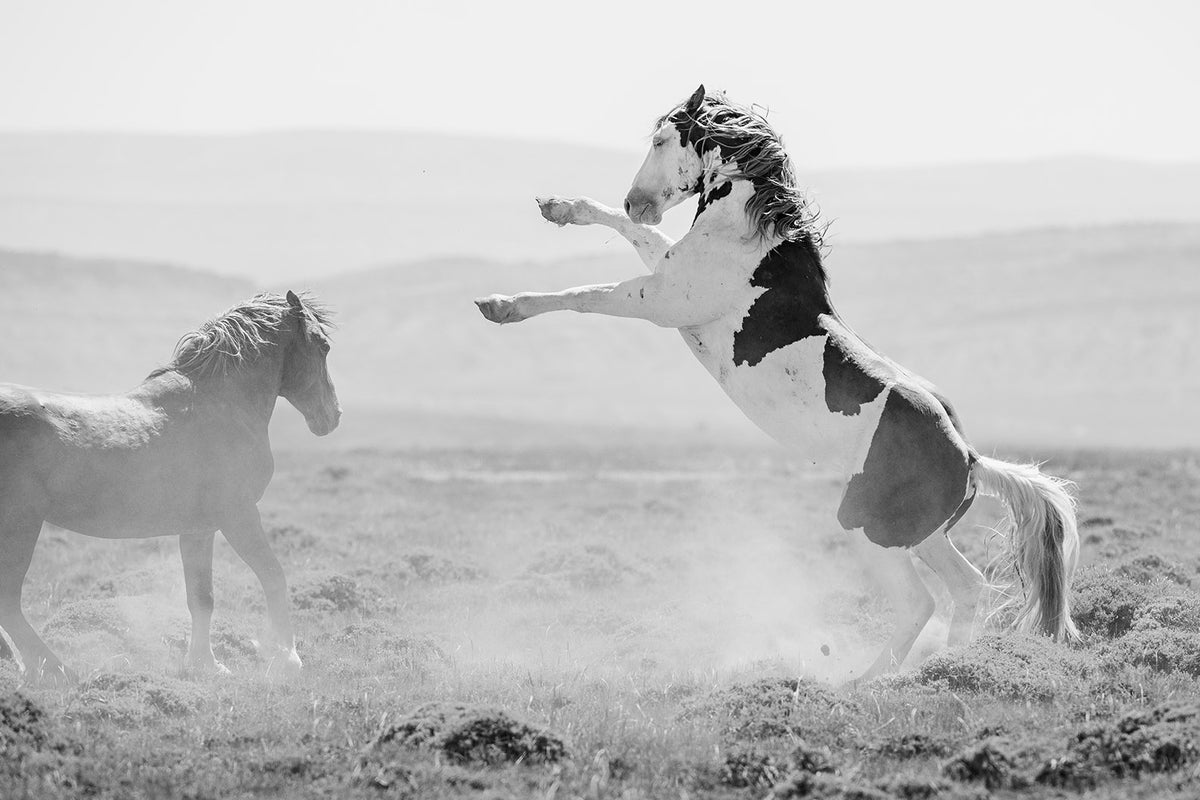 Teton's Warning, Wild Stallion Photograph