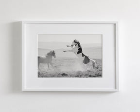 Teton's Warning, Wild Stallion Photograph