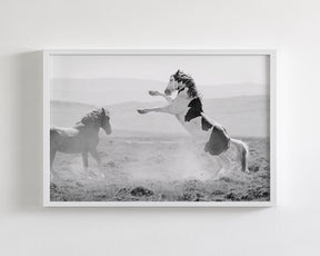 Teton's Warning, Wild Stallion Photograph