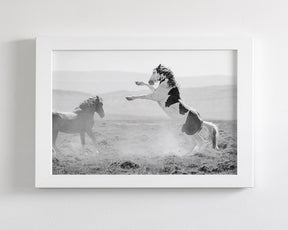 Teton's Warning, Wild Stallion Photograph