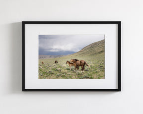Three Little Wild Horses