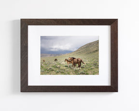 Three Little Wild Horses
