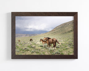 Three Little Wild Horses