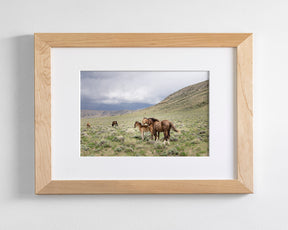Three Little Wild Horses