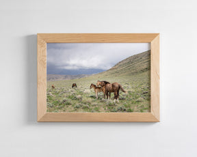 Three Little Wild Horses