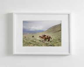 Three Little Wild Horses