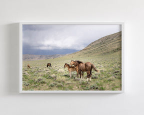 Three Little Wild Horses