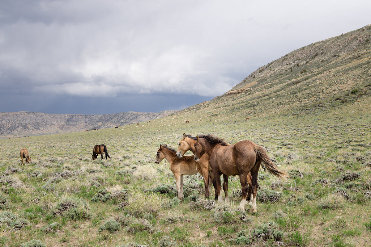 Three Little Wild Horses