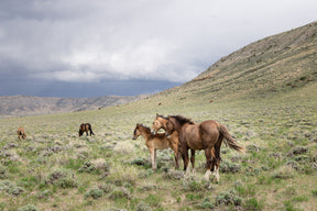 Three Little Wild Horses