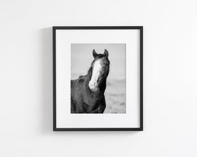 Wild Horse Gaze, Black and White