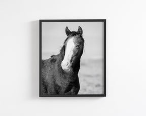 Wild Horse Gaze, Black and White