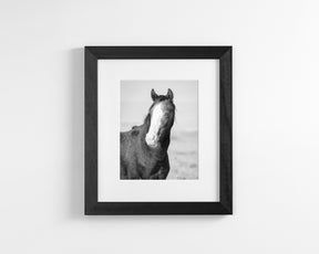 Wild Horse Gaze, Black and White