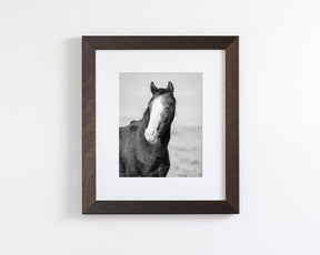 Wild Horse Gaze, Black and White