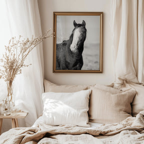 Wild Horse Gaze, Black and White