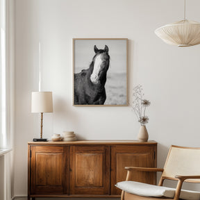 Wild Horse Gaze, Black and White