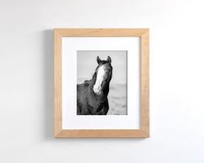 Wild Horse Gaze, Black and White