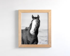 Wild Horse Gaze, Black and White