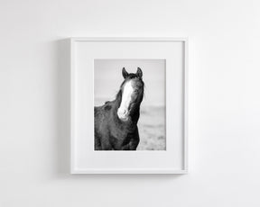 Wild Horse Gaze, Black and White