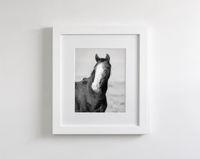 Wild Horse Gaze, Black and White