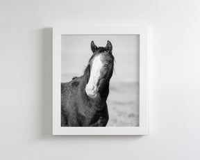 Wild Horse Gaze, Black and White