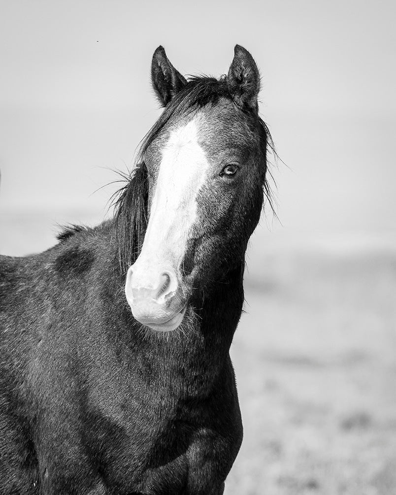 Wild Horse Gaze, Black and White