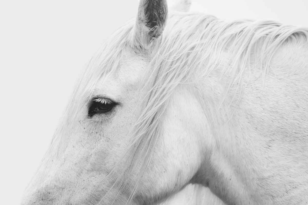 White Horse Profile
