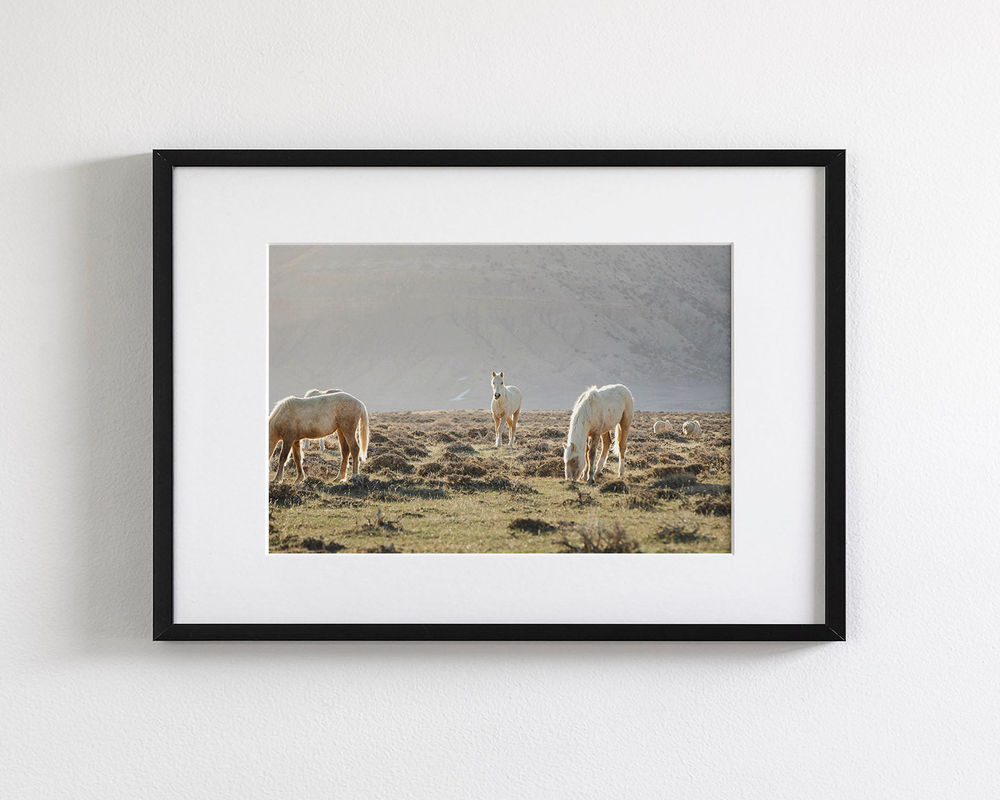 Wild Horses in Fog, Color