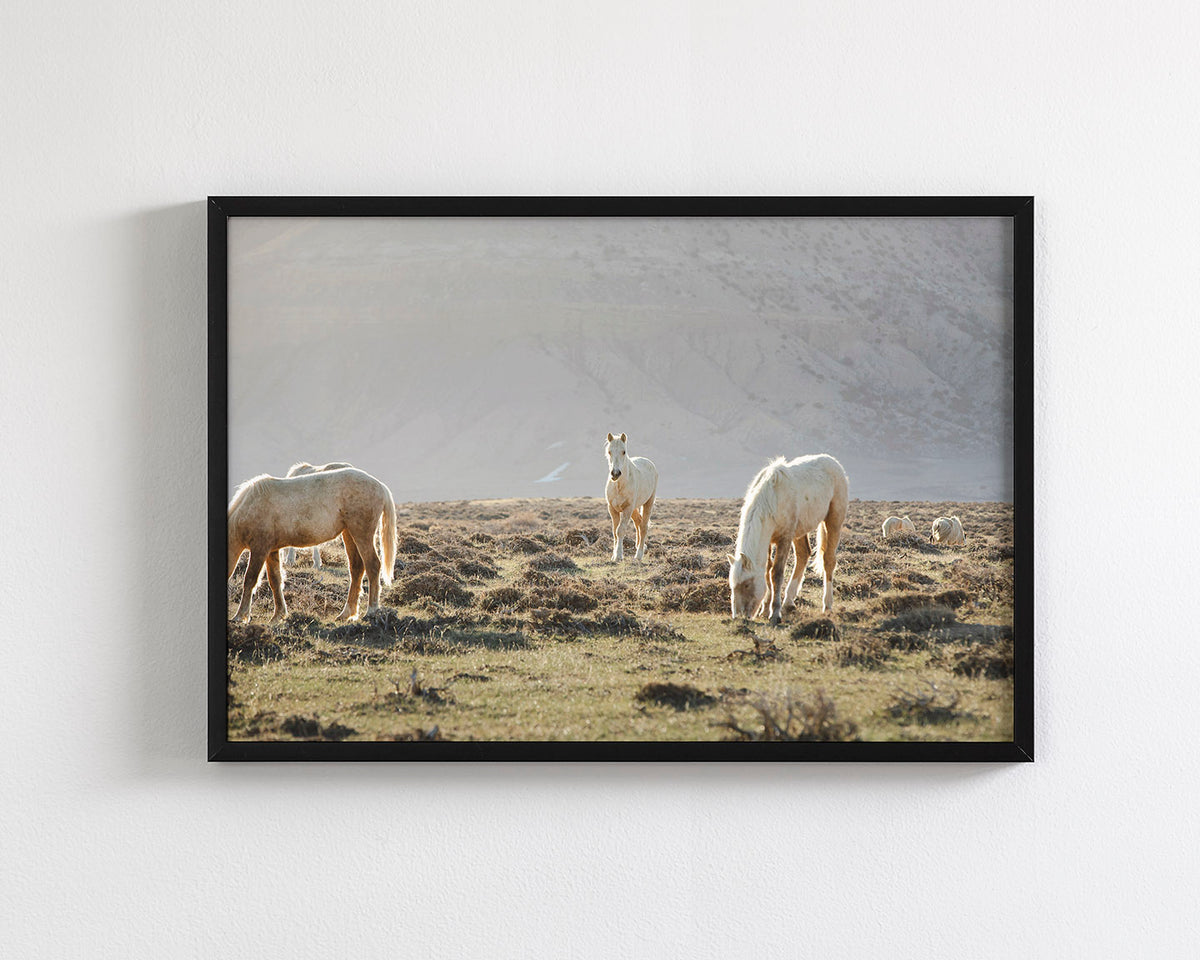 Wild Horses in Fog, Color