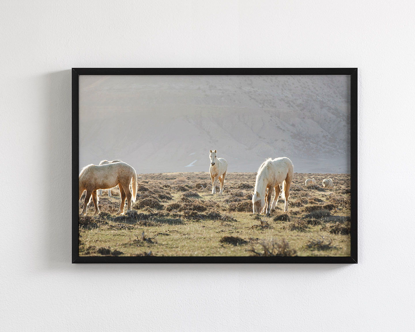 Wild Horses in Fog, Color