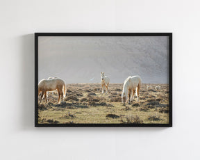 Wild Horses in Fog, Color