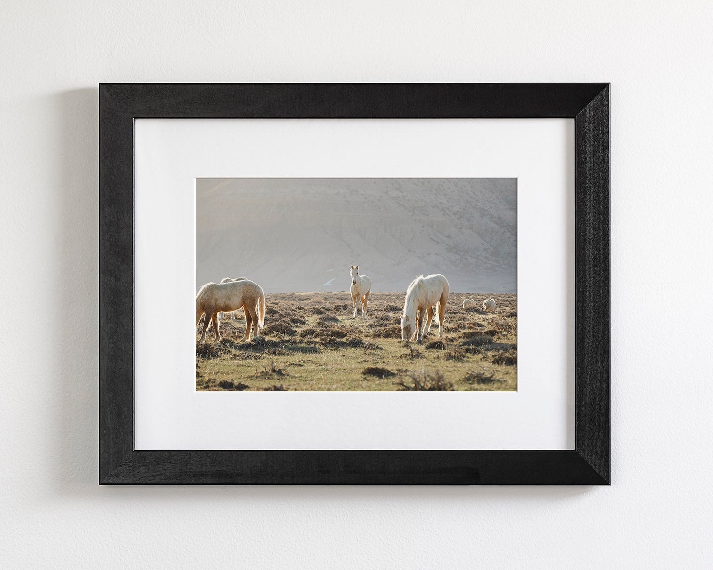 Wild Horses in Fog, Color