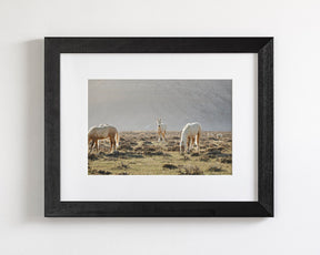 Wild Horses in Fog, Color