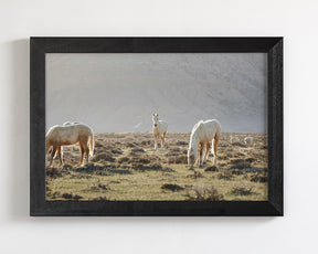 Wild Horses in Fog, Color