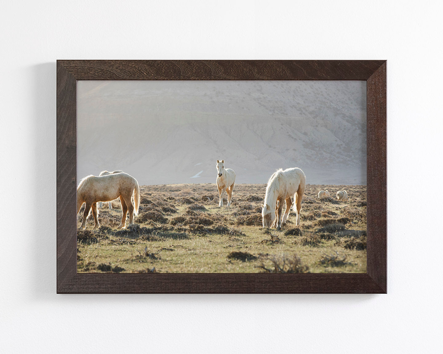 Wild Horses in Fog, Color