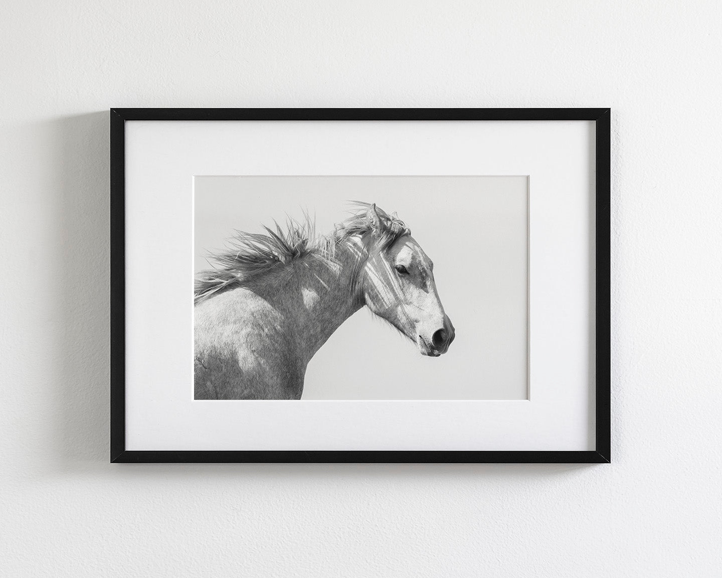 Light and Shadows, Horse Portrait