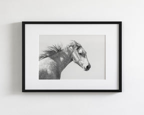Light and Shadows, Horse Portrait