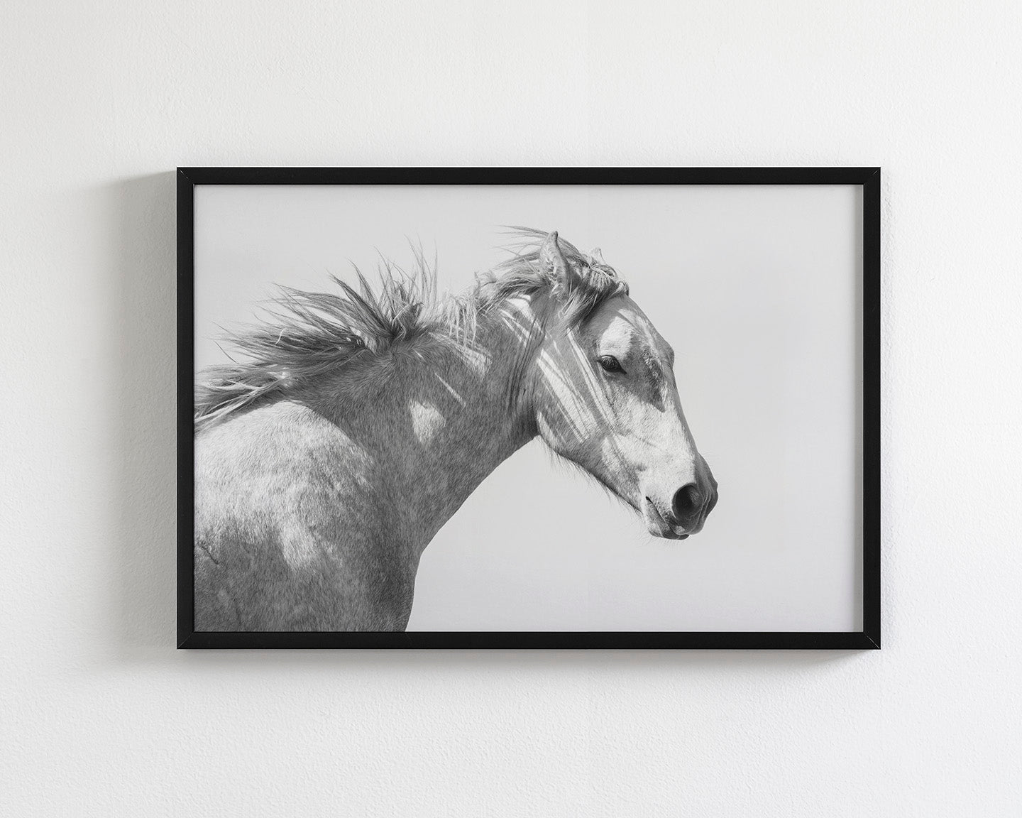 Light and Shadows, Horse Portrait
