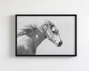 Light and Shadows, Horse Portrait
