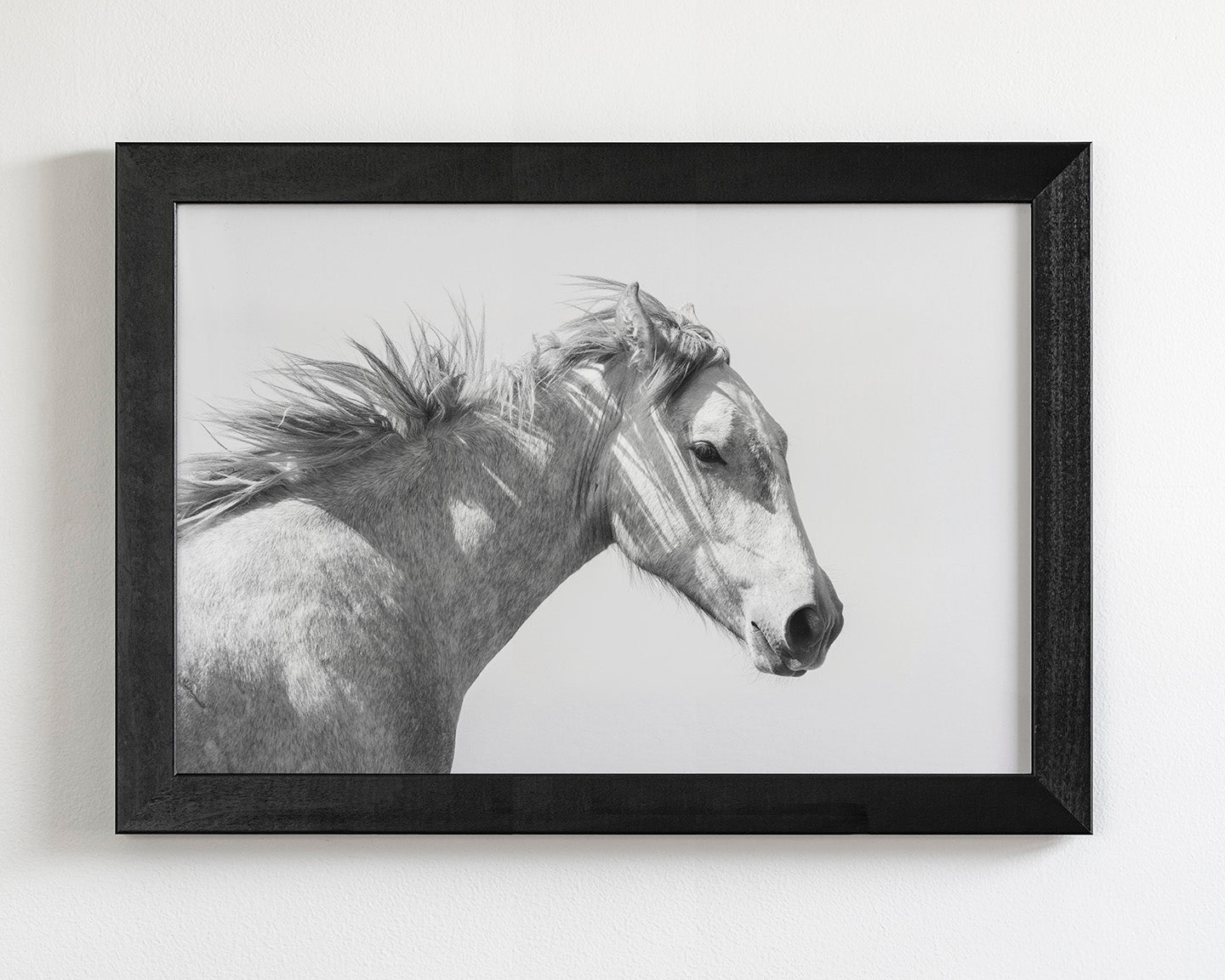 Light and Shadows, Horse Portrait