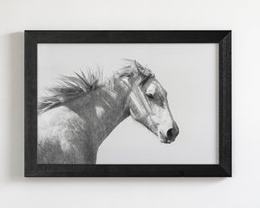 Light and Shadows, Horse Portrait