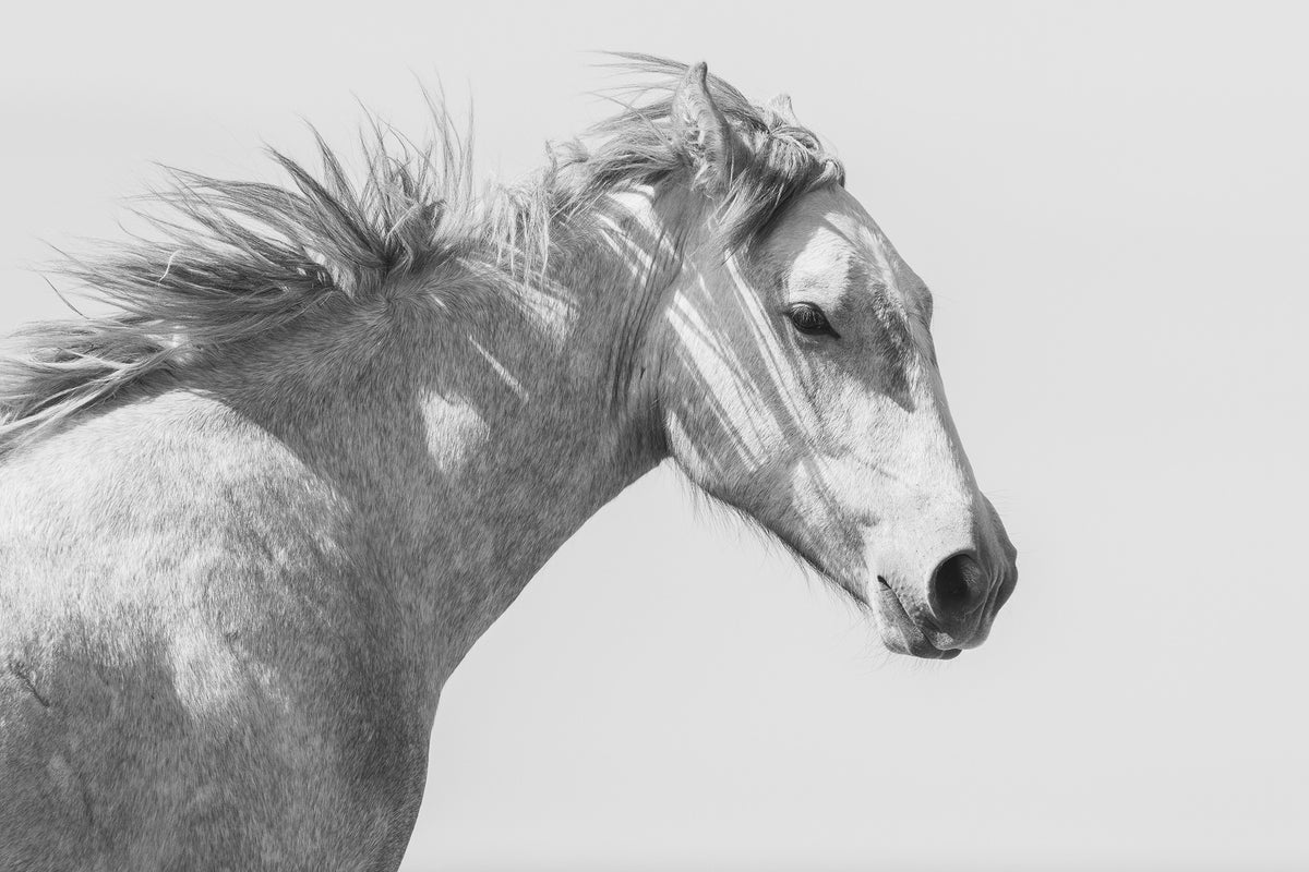 Light and Shadows, Horse Portrait