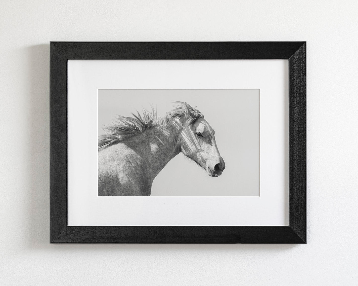 Light and Shadows, Horse Portrait