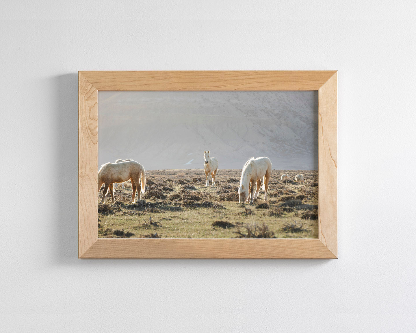 Wild Horses in Fog, Color