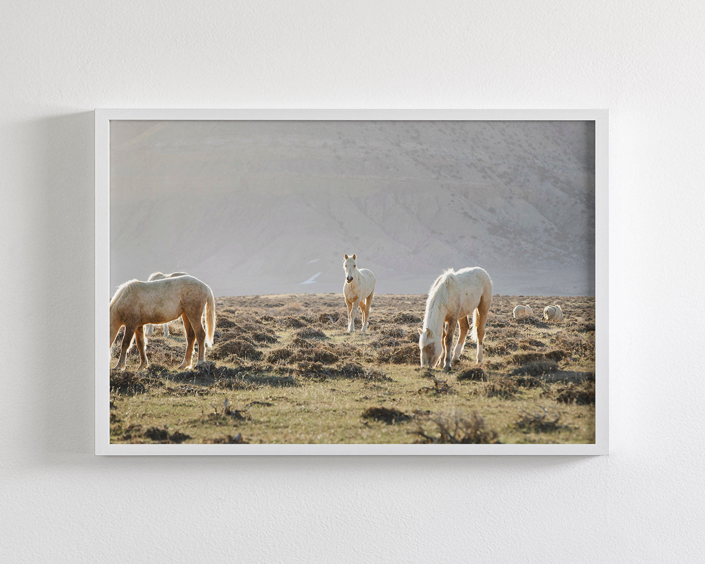 Wild Horses in Fog, Color