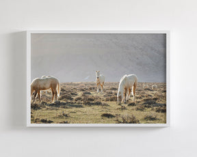 Wild Horses in Fog, Color